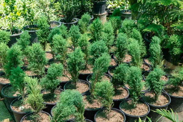 Arbustos Enebro Verde Macetas Vivero Plantas Para Venta — Foto de Stock