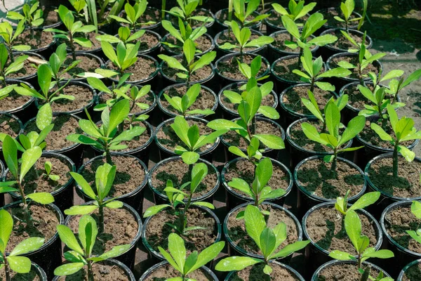 Euphorbia Umbellata Afrikanischer Milchbusch Kleine Pflanzen Der Kinderstube — Stockfoto
