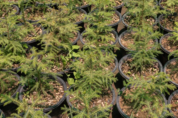 Malé Sazenice Rostlin Araucaria Jeslích — Stock fotografie