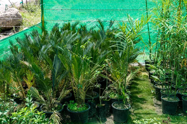 Kilka Palm Sago Rosnących Szkółce Roślin — Zdjęcie stockowe