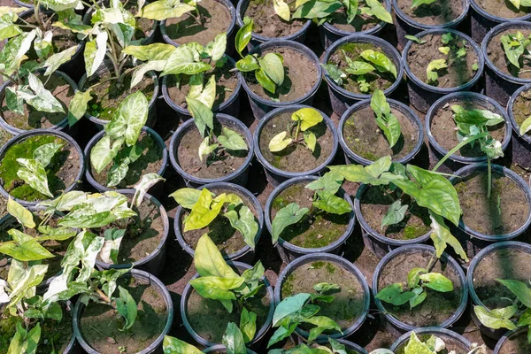 Syngonium Podophyllum Bunte Kleine Pflanzen Einem Topf Der Gärtnerei Für — Stockfoto