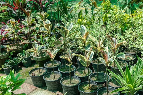 Ficus Elastica Variegated Rubber Plants Plant Nursery Sale — Stock Photo, Image