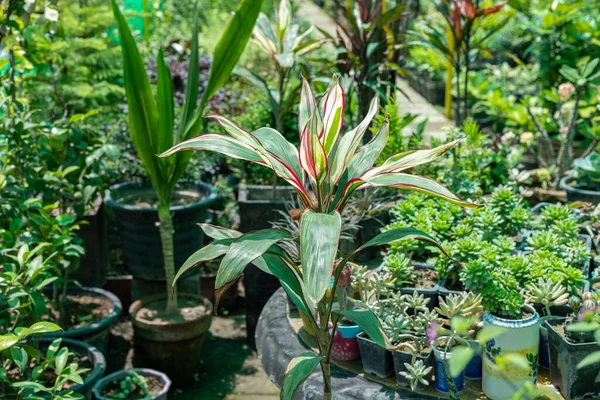 Dracena Planta Ornamental Tricolor Jardín — Foto de Stock