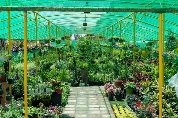 Hermoso Vivero Plantas Que Vende Plantas Ornamentales Pakistán — Foto de Stock