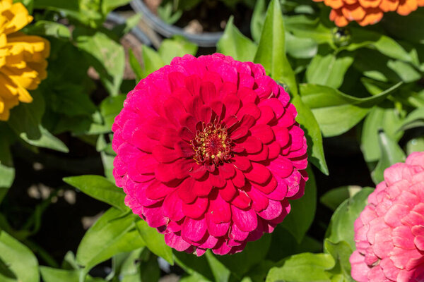 Beautiful zinnia pink flower closeup view