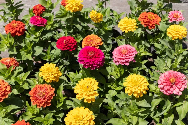 庭のトップビューでZinniaカラフルな花 — ストック写真