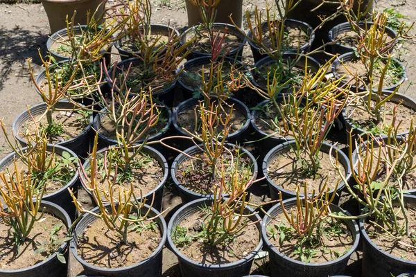 Euphorbia Tirucalli Bleistiftkaktus Kleinen Plastiktöpfen — Stockfoto