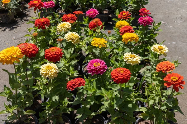 夏の庭で一般的なナデシナの花 選択的焦点 — ストック写真