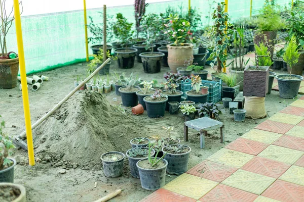 Arbets Och Omplanteringssuckulenter Och Kaktusar Plantskolan — Stockfoto