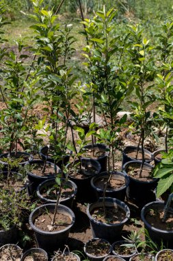 Kreş plastik kaplarında küçük elma ağaçları