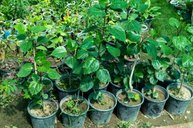 Hibiscus plastik kaplarda küçük bitkiler süslüyor..