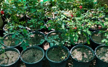 Plastik bir saksıda gül tohumu filizleniyor