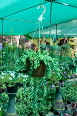 Eşek kuyruğu sedum burrito kuyruğu mu, yoksa bebek eşek kuyruğu mu?.