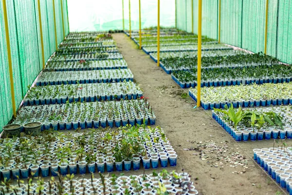 Pěstování Velkého Počtu Malých Rostlin Skleníku Rostlinné Školce — Stock fotografie