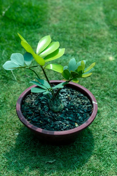 Zamia Furfuracea Cyca Mexicain Beau Feuillage Plante Gros Plan — Photo