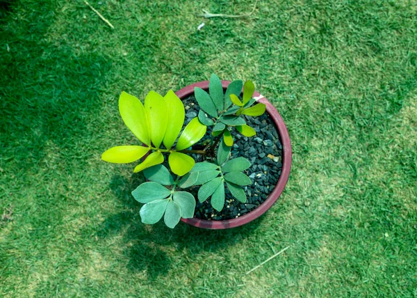 美しいセラミックポットトップビューでサミアフルアセア植物 — ストック写真
