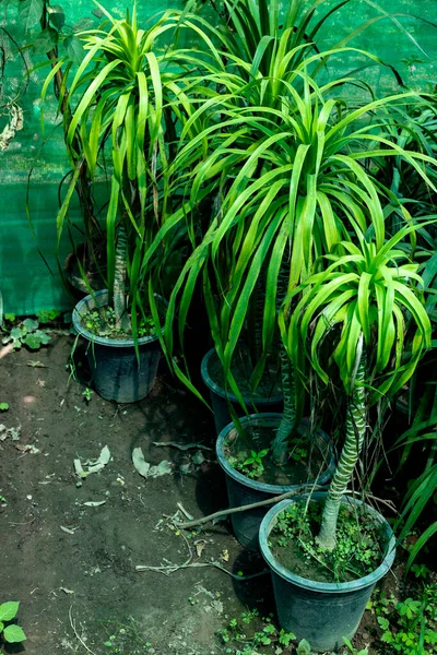 Yucca Ducha Desmetiana Plantas Macetas — Foto de Stock