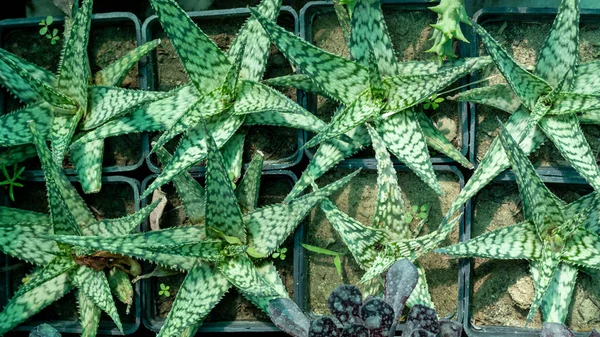 Aloe Somaliano Pequenas Plantas Recipientes Plástico Vista Superior — Fotografia de Stock