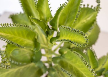 Kalanchoe Binlercesinin Annesi..
