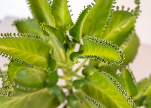 stock image Kalanchoe Mother of thousands succulent closeup.