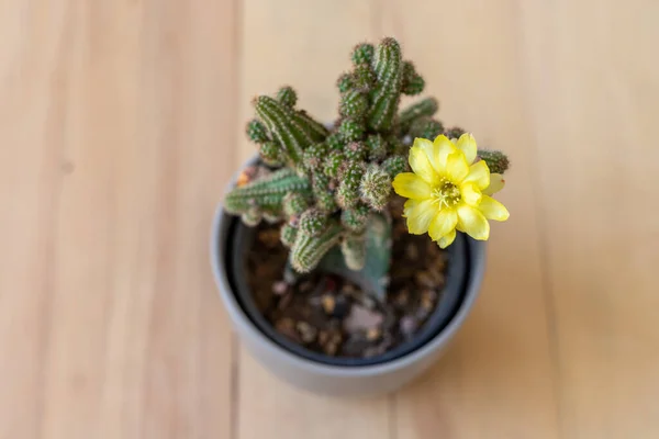 Top Kilátás Egy Gyönyörű Kaktuszra Sárga Virággal — Stock Fotó