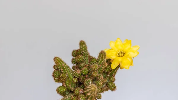 Detailní Záběr Kvetoucího Kaktusu — Stock fotografie