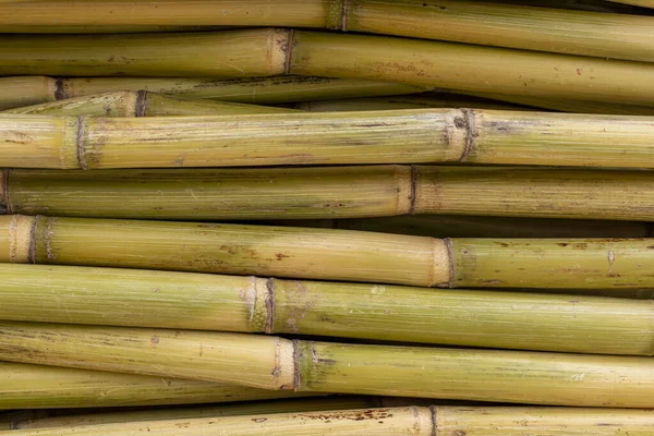 Fresh Sugar Cane Closeup View Sugarcane Texture Background — Stock Photo, Image