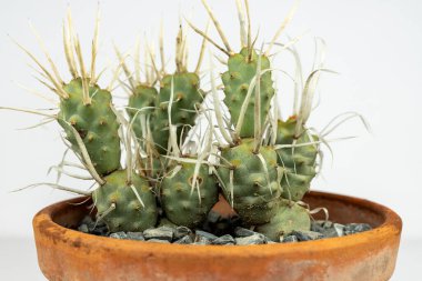 Kağıt omurga kaktüsü Tephrocactus artikülatus beyaz arka planda yakın plan