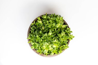 Beyaz arka planda izole edilmiş seramik bir tencerede Haworthia Cooci