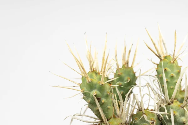 Papír Gerinc Kaktusz Fehér Háttér Másolási Hely — Stock Fotó