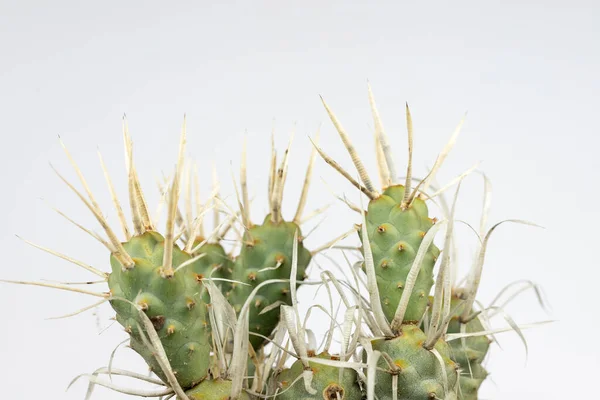 Tephrocactus Articulatus Papel Espinha Cacto Com Forma Incomum Isolado Fundo — Fotografia de Stock