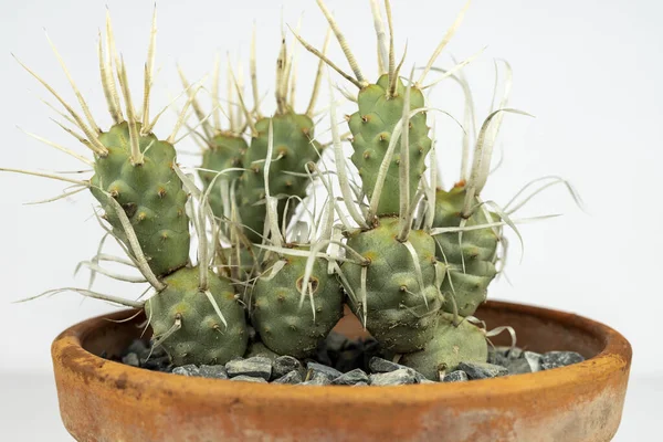 Papír Gerinc Kaktusz Tephrocactus Articulatus Közelkép Fehér Alapon — Stock Fotó
