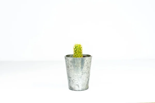Mammillaria Elongata Ladyfinger Kaktus Auf Weißem Hintergrund — Stockfoto