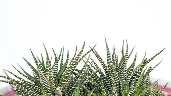 Haworthia Fasciata Zebra Cactus Gros Plan Sur Fond Blanc Avec — Photo