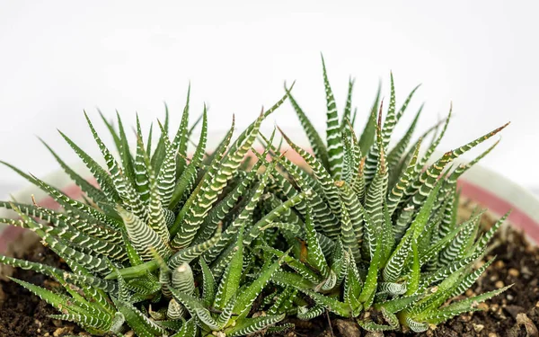 Cerrar Cactus Cebra Aislado Sobre Fondo Blanco Con Espacio Copia — Foto de Stock