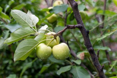 Meyve ağacında yetişen olgunlaşmamış küçük elma.
