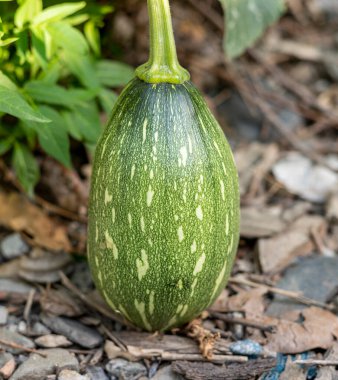 Bahçedeki balkabağı bitkisinin üzerinde büyüyen küçük yeşil balkabağı. Bulanık arkaplan ile seçmeli odak.