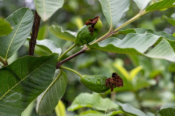 選択的な焦点を当てた木の上の小さなグアバの果実 — ストック写真