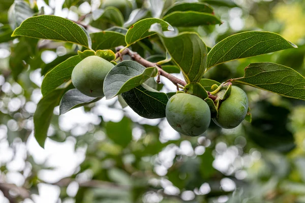 Fruta Cáqui Verde Não Madura Numa Árvore Fruto Cáqui Foco — Fotografia de Stock