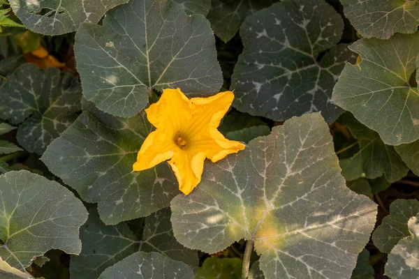 Желтый Цветок Тыквы Тыквенном Кусте — стоковое фото