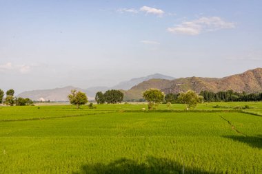 Yemyeşil pirinç tarlaları Güzel manzara manzarası.