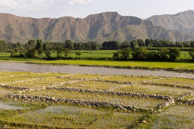 Güzel pirinç tarlaları Sabahları geniş açılı