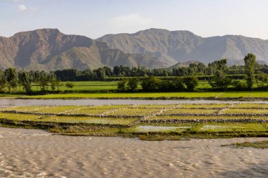 Pakistan, SWAT Vadisi 'nin nehir kıyısında yeşil pirinç tarlaları