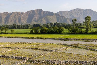 Swat Vadisi 'ndeki pirinç tarlalarının arkasında dağ var.