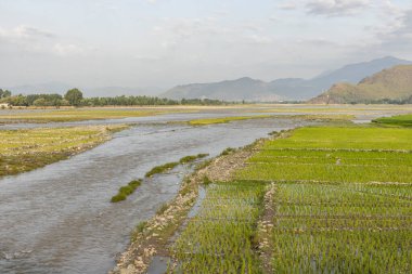 Pirinç tarlaları güzel manzara