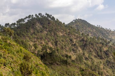 Buner Vadisi 'ndeki Elum Dağı' nın çam ağacı ormanı