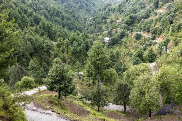 Cedro Dell Himalaya Foresta Deodar Sulla Montagna Della Valle Del — Foto Stock