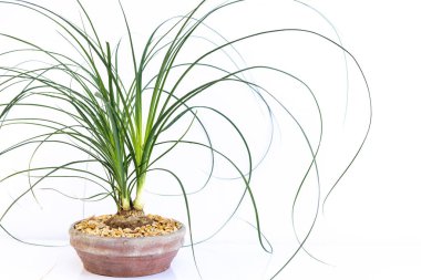 At kuyruklu palmiye Beaucarnea Recurvata beyaz arka planda izole