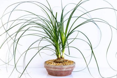 Beaucarnea Recurvata ya da kısaca Ponytail Palm, ya da Nolina, kabarık, kahverengi gövdesi olan, uzun, kıvrımlı, yeşil yapraklı bir ev bitkisidir..