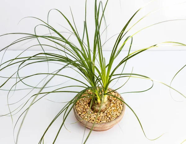 stock image Dwarf ponytail palm top view on white isolated background